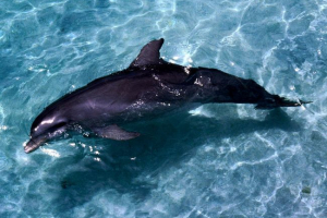Dolphinarium ще се отвори в новосибирск Dolphinarium ще се отвори в новосибирск